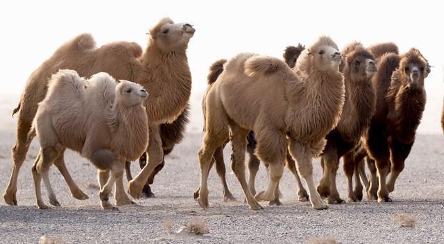 沙漠气象站：野骆驼体